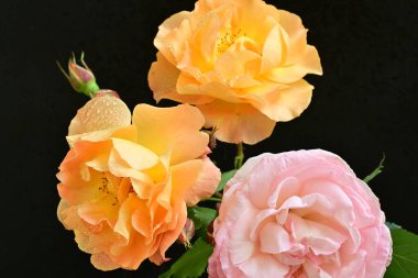 Koyu arkaplanda güzel turuncu güller. 