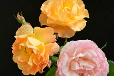 Koyu arkaplanda güzel turuncu güller. 