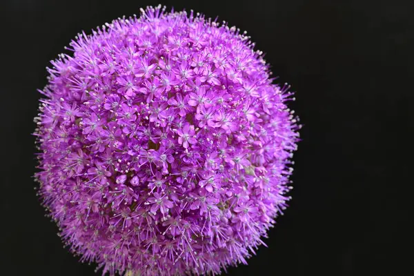 Allium Giganteum. Dev mor tütsülenmiş çiçek.  