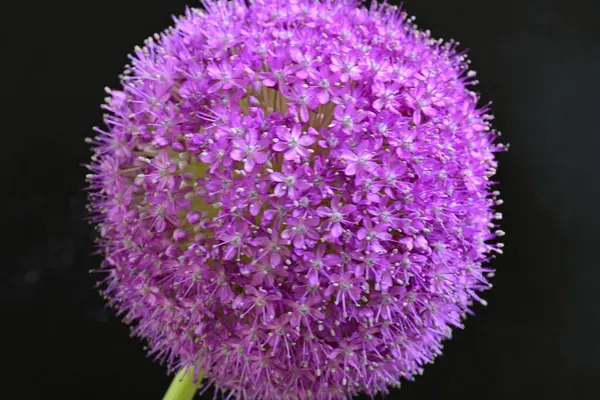 Allium Giganteum. Dev mor tütsülenmiş çiçek.  