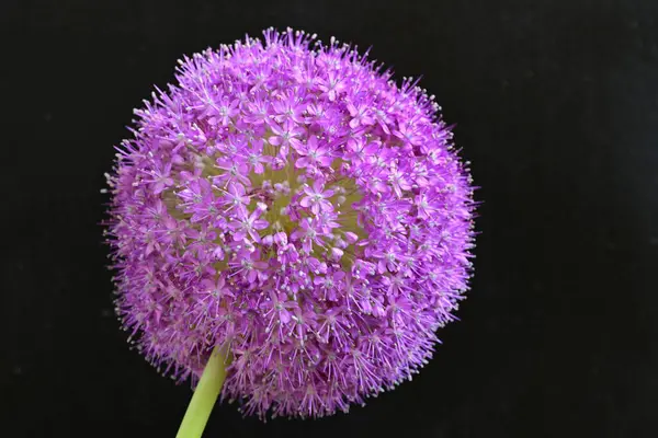 Allium Giganteum. Dev mor tütsülenmiş çiçek.  