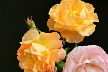 Koyu arkaplanda güzel turuncu güller. 