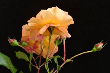 Koyu arkaplanda güzel turuncu güller. 