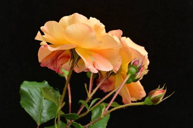 Koyu arkaplanda güzel turuncu güller. 