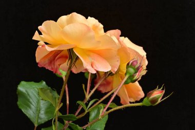 Koyu arkaplanda güzel turuncu güller. 