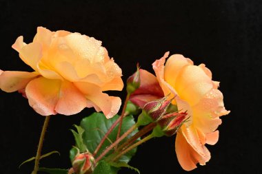 Koyu arkaplanda güzel turuncu güller. 