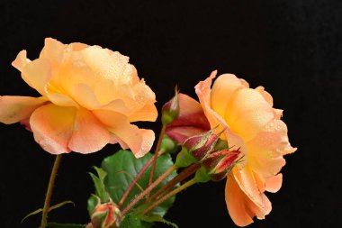 Koyu arkaplanda güzel turuncu güller. 