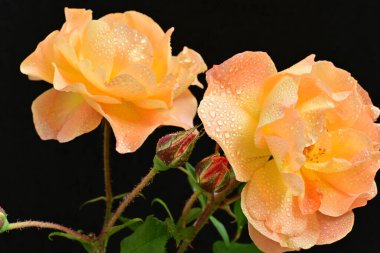 Koyu arkaplanda güzel turuncu güller. 