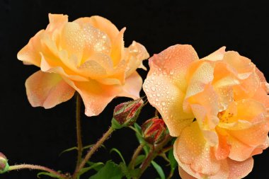 Koyu arkaplanda güzel turuncu güller. 