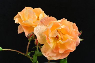 Koyu arkaplanda güzel turuncu güller. 