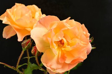 Koyu arkaplanda güzel turuncu güller. 