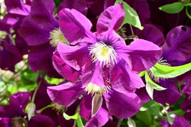 Yaz bahçesinde açan güzel çiçekler, doğa konsepti arka planı.