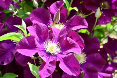 Yaz bahçesinde açan güzel çiçekler, doğa konsepti arka planı.