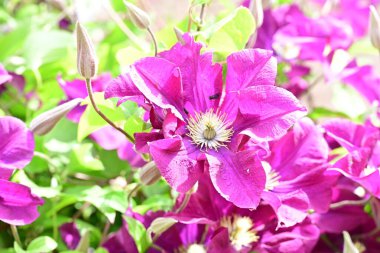 Yaz bahçesinde açan güzel çiçekler, doğa konsepti arka planı.