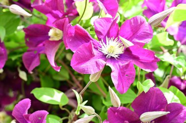Yaz bahçesinde açan güzel çiçekler, doğa konsepti arka planı.