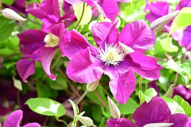 Yaz bahçesinde açan güzel çiçekler, doğa konsepti arka planı.