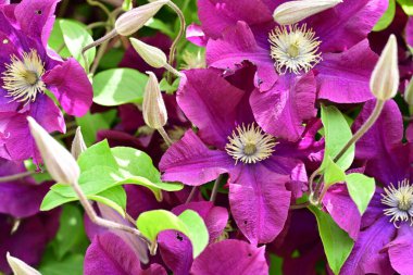 Yaz bahçesinde açan güzel çiçekler, doğa konsepti arka planı.