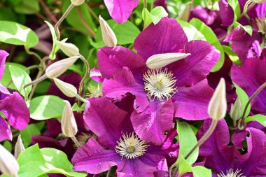 Yaz bahçesinde açan güzel çiçekler, doğa konsepti arka planı.