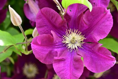 Yaz bahçesinde açan güzel çiçekler, doğa konsepti arka planı.