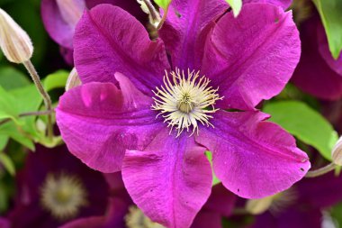 Yaz bahçesinde açan güzel çiçekler, doğa konsepti arka planı.