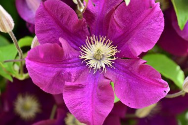 Yaz bahçesinde açan güzel çiçekler, doğa konsepti arka planı.