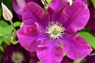 Yaz bahçesinde açan güzel çiçekler, doğa konsepti arka planı.