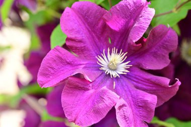 Yaz bahçesinde açan güzel çiçekler, doğa konsepti arka planı.