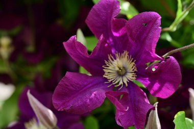 Yaz bahçesinde açan güzel çiçekler, doğa konsepti arka planı.