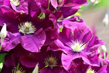 Yaz bahçesinde açan güzel çiçekler, doğa konsepti arka planı.