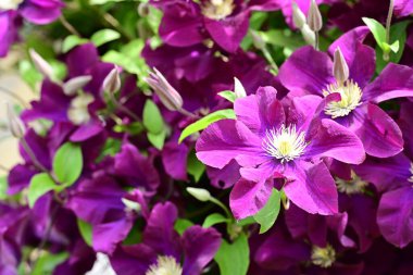 Yaz bahçesinde açan güzel çiçekler, doğa konsepti arka planı.