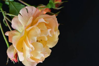 Koyu arkaplanda güzel turuncu güller. 