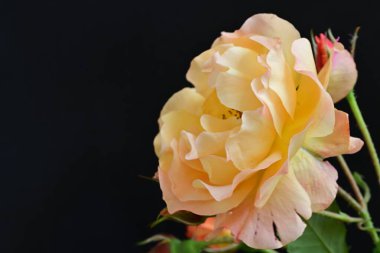 Koyu arkaplanda güzel turuncu güller. 