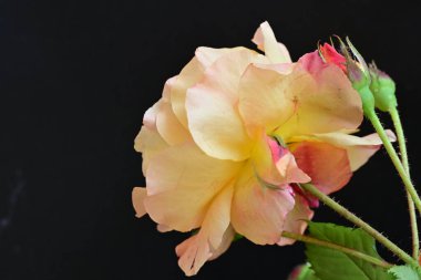 Koyu arkaplanda güzel turuncu güller. 