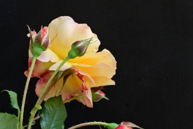 Koyu arkaplanda güzel turuncu güller. 