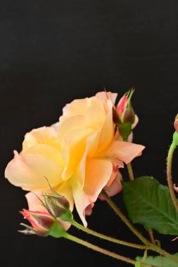 Koyu arkaplanda güzel turuncu güller. 