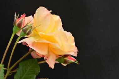 Koyu arkaplanda güzel turuncu güller. 