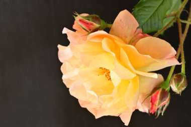 Koyu arkaplanda güzel turuncu güller. 