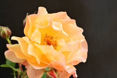 Koyu arkaplanda güzel turuncu güller. 