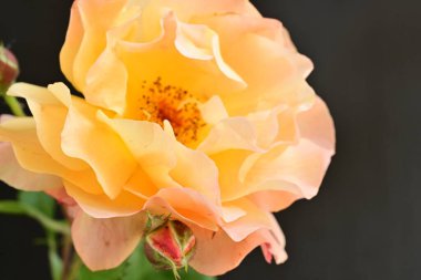 Koyu arkaplanda güzel turuncu güller. 