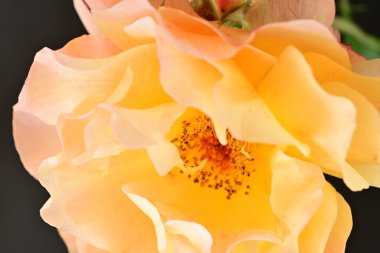 Koyu arkaplanda güzel turuncu güller. 