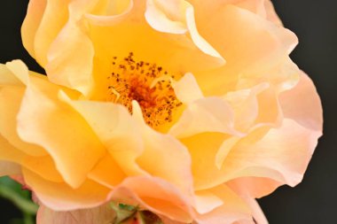 Koyu arkaplanda güzel turuncu güller. 