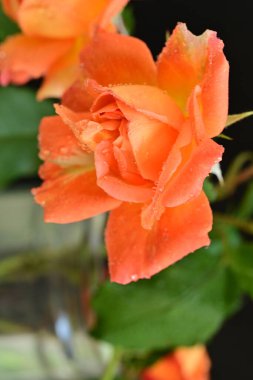 Koyu arkaplanda güzel turuncu güller. 