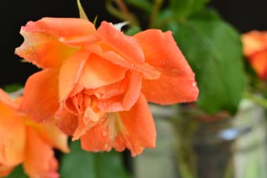 Koyu arkaplanda güzel turuncu güller. 