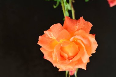 Koyu arka planda güzel turuncu gül. 