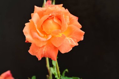 Koyu arka planda güzel turuncu gül. 