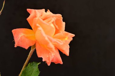 Koyu arka planda güzel turuncu gül. 