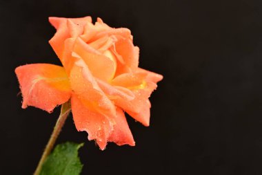 Koyu arka planda güzel turuncu gül. 