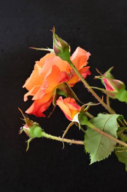 Koyu arkaplanda güzel turuncu güller. 