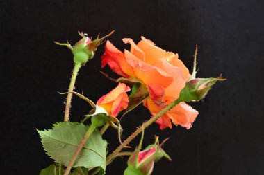 Koyu arkaplanda güzel turuncu güller. 