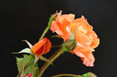 Koyu arkaplanda güzel turuncu güller. 